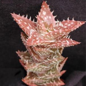 aloe juvenna
