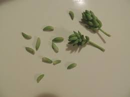 sedum morganianum