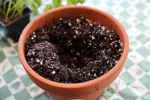 reasons succulents die