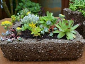 great succulent sites