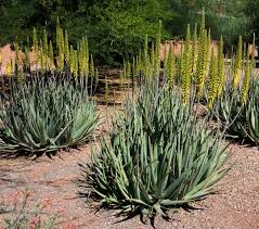 edible succulents