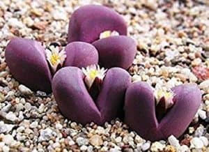 lithops care