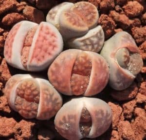 lithops care