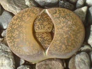 lithops care