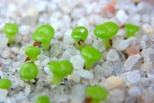 lithops care