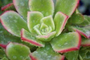aeonium kiwi