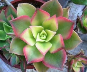 aeonium kiwi