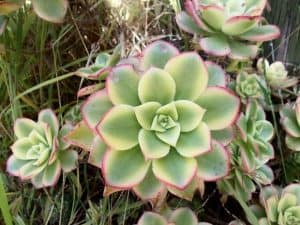 aeonium kiwi