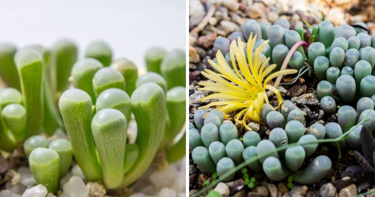 Baby Toes Succulents Here S How To Care For Baby Toes Succulent