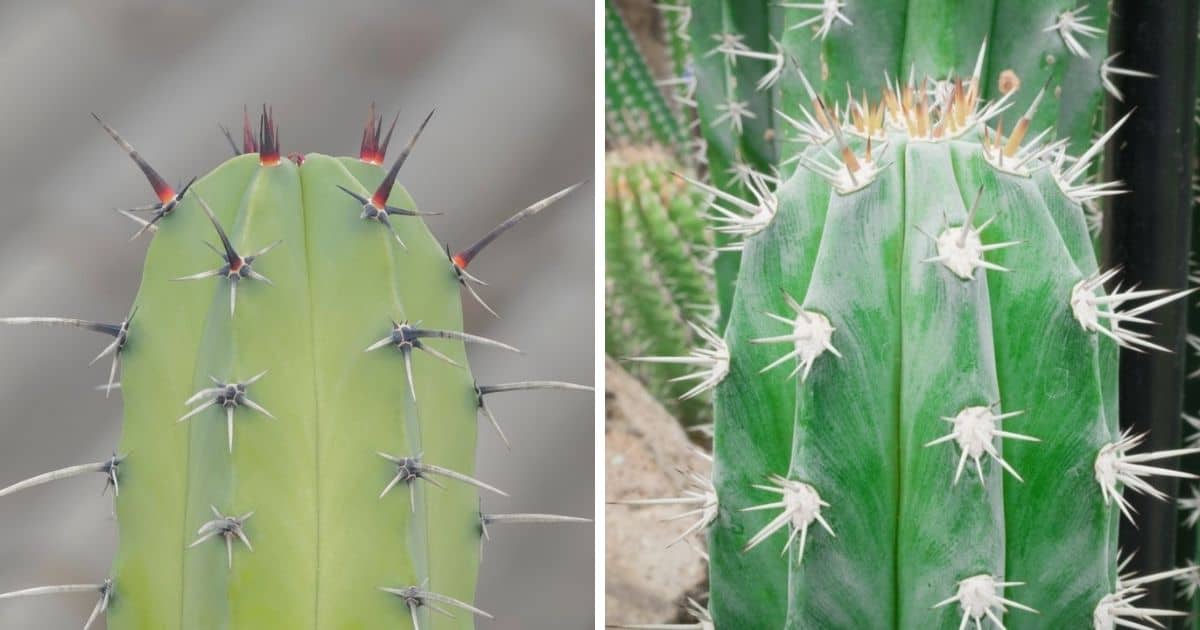 Gray Ghost Organ Pipe Stenocereus Pruinosus Ultimate Care Guide