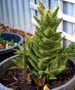 beginner succulents