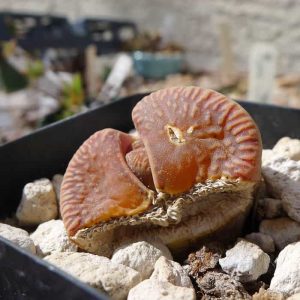 a severely sunburned lithops