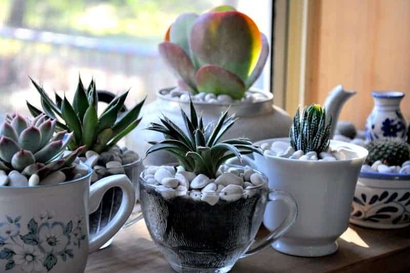 Should I grow succulents indoors or outdoors? - Sublime Succulents