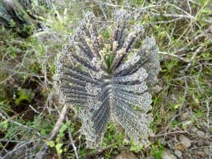 kalanchoe tubiflora