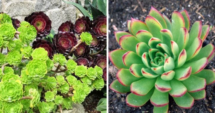 Echeveria vs Sempervivum - Sublime Succulents