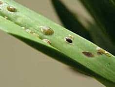 pests