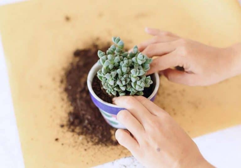 How to Repot Succulents Sublime Succulents