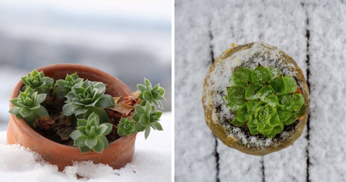 Winterize Succulents How To Prepare Succulents And Cacti For Winter Sublime Succulents 7327