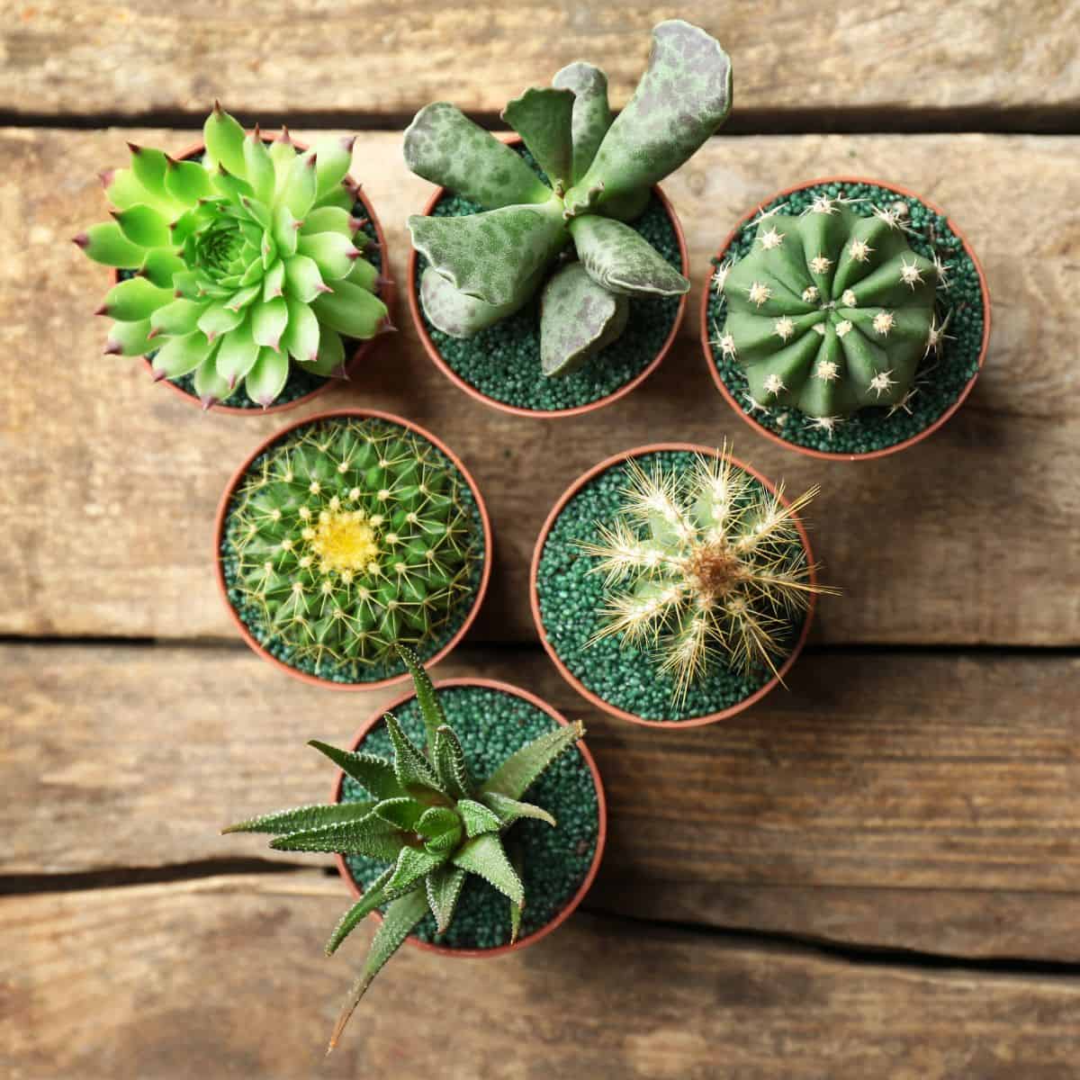 How to Care for Succulents in without Holes - Sublime Succulents