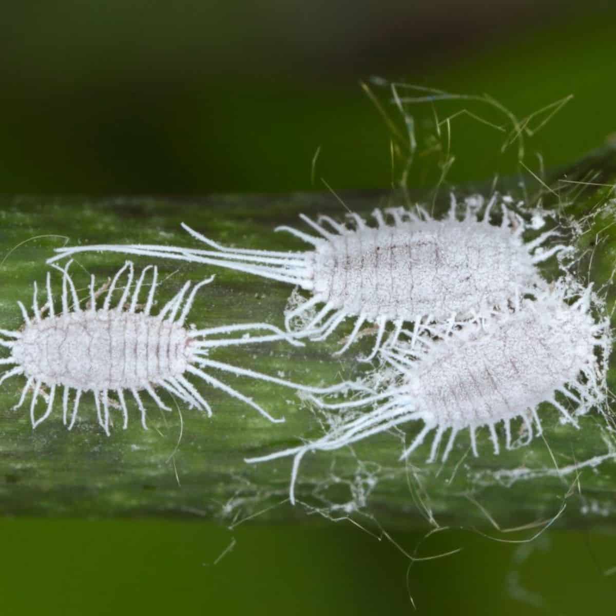 Mealybugs On Cactus