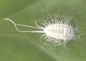 treat mealybug