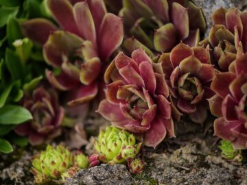 Native Succulents of Australia - Sublime Succulents