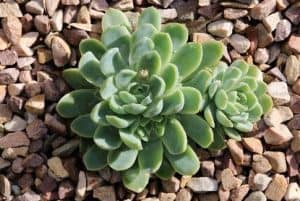 Native Succulents of Australia - Sublime Succulents