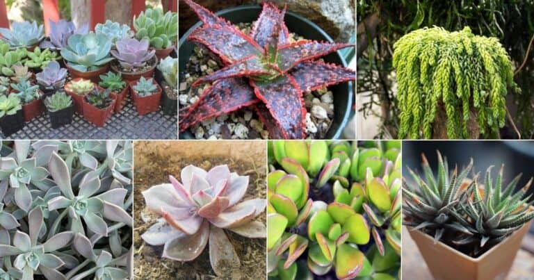 10 Best Succulents and Cacti Succulent Arrangements