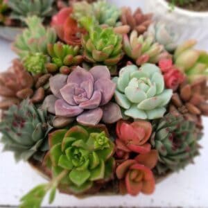 Sublime Succulents - #1 Succulent Resource