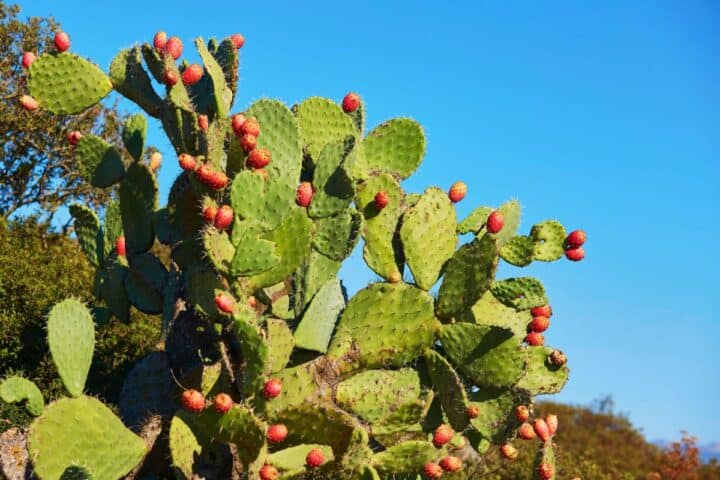 How to Care for Prickly Pear (Opuntia Cacti) - Sublime Succulents