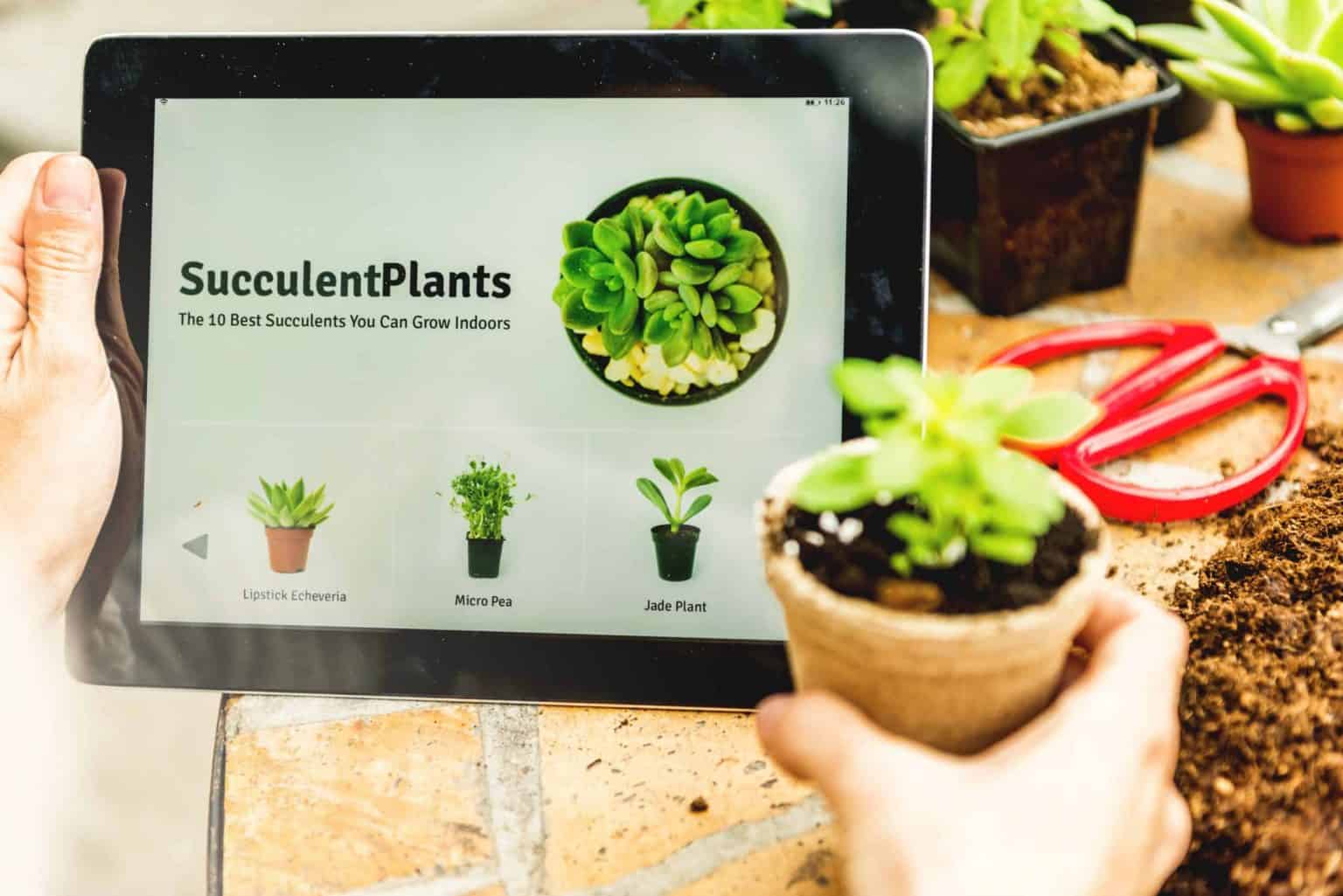 7 Best Places To Buy Succulents Online In March 2024