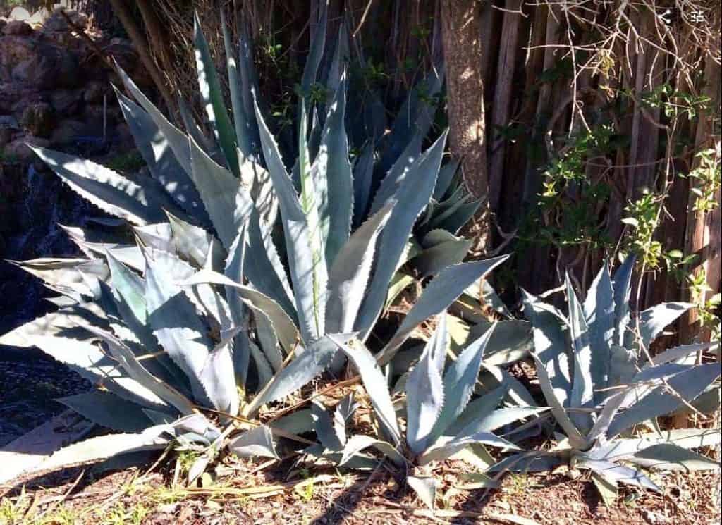 light and sun for succulents and cacti