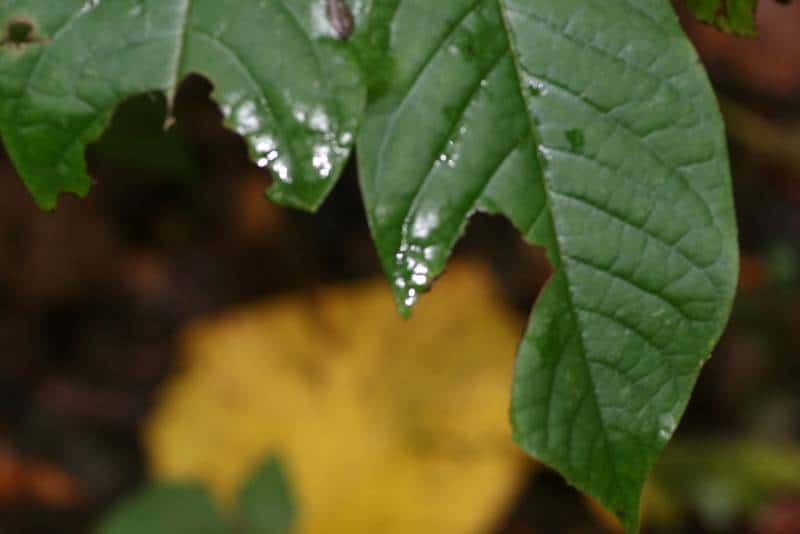 Signs of Squirrels damage on leaves.