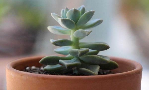 light and sun for succulents and cacti
