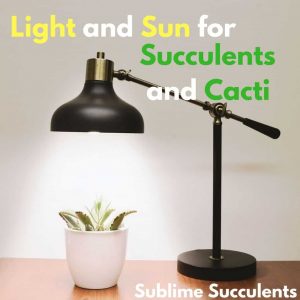 light and sun for succulents and cacti