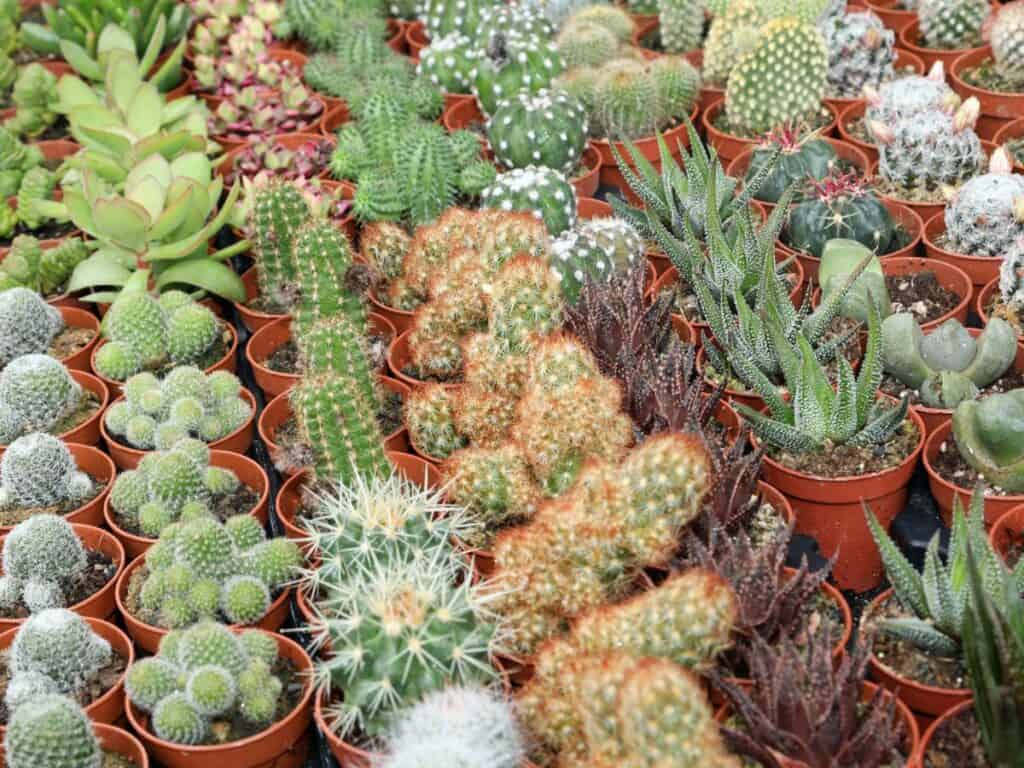 Succulent Gardens Online Succulent Nursery Review - Sublime Succulents