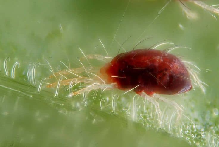 How To Treat Spider Mites On Succulents And Cacti Sublime Succulents 4078