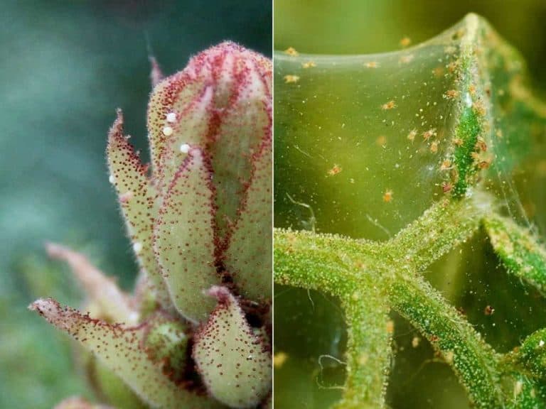 How To Treat Spider Mites On Succulents And Cacti Sublime Succulents 1512