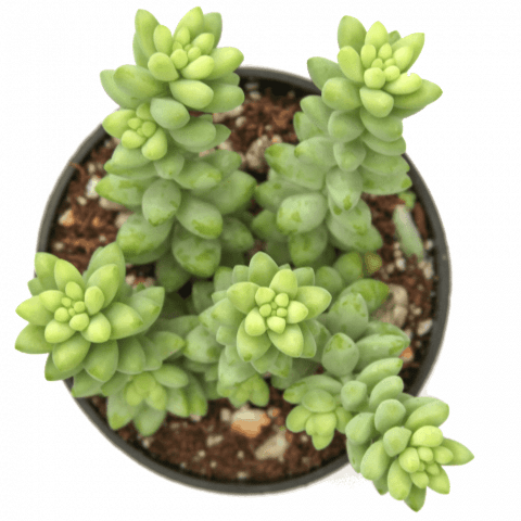 11 Non-Toxic Succulents Safe for Dogs - Sublime Succulents