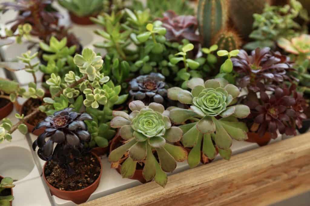 Wholesale Succulents for DIY Projects - Where to Buy in Bulk