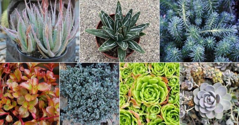 11 Best Cold Hardy Succulents - For A Gorgeous Winter Garden! - Sublime ...