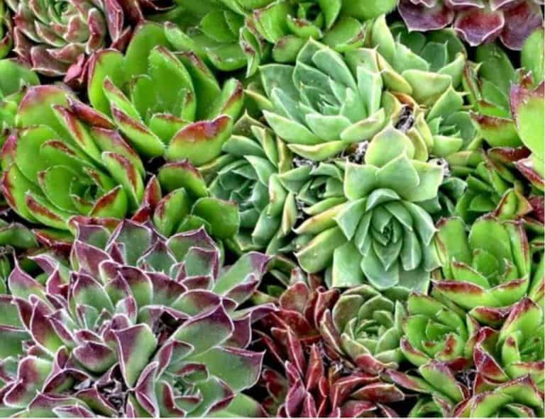 Best Cold Hardy Frost Resistant Succulents – Sublime Succulents