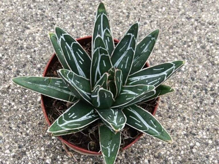 11 Best Cold Hardy Succulents - For A Gorgeous Winter Garden! - Sublime ...