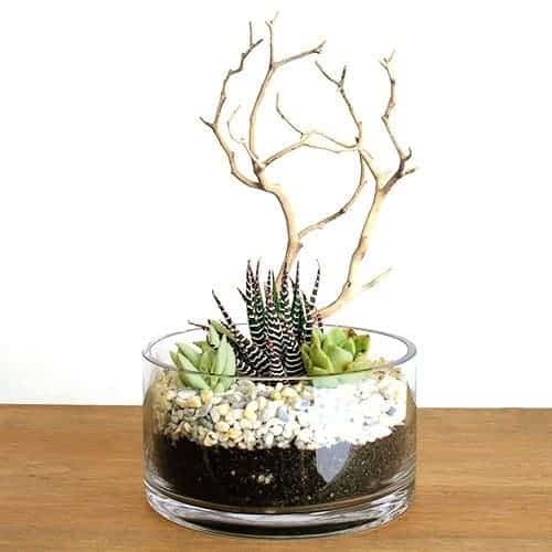 5 ways killing succulents
