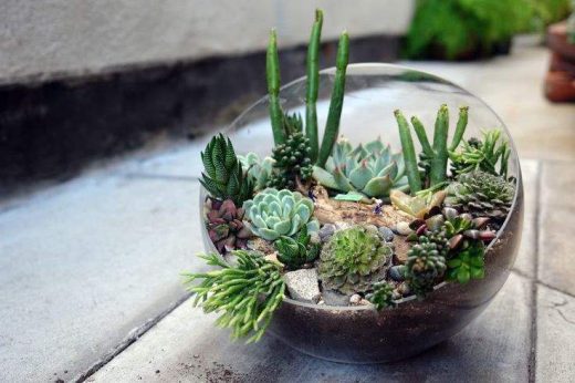 DON'T Make a Succulent Terrarium. Here's Why.