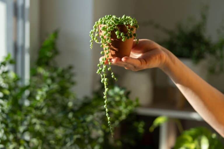 String of Pearls Care Guide (Senecio rowleyanus) - Sublime Succulents