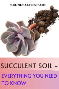 Succulent Soil - Everything You Need To Know