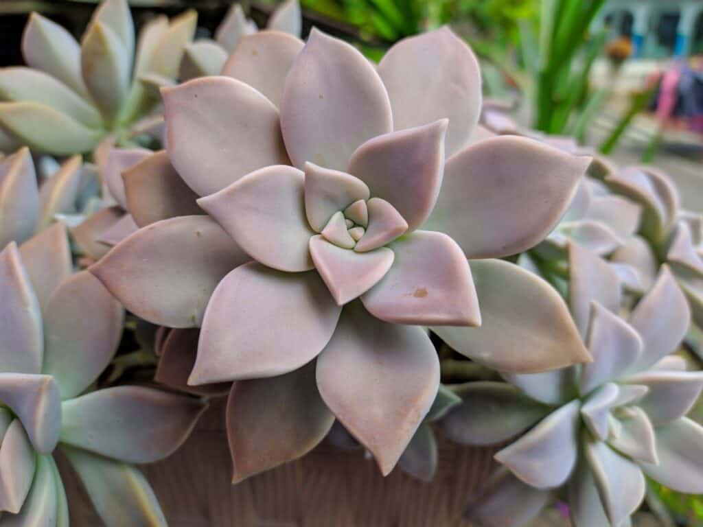 11 Pretty Pink Succulents for Your Dead Gorgeous Garden