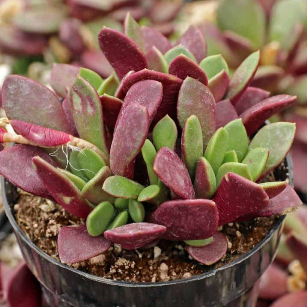 42 Vibrant Purple Succulents - Sublime Succulents