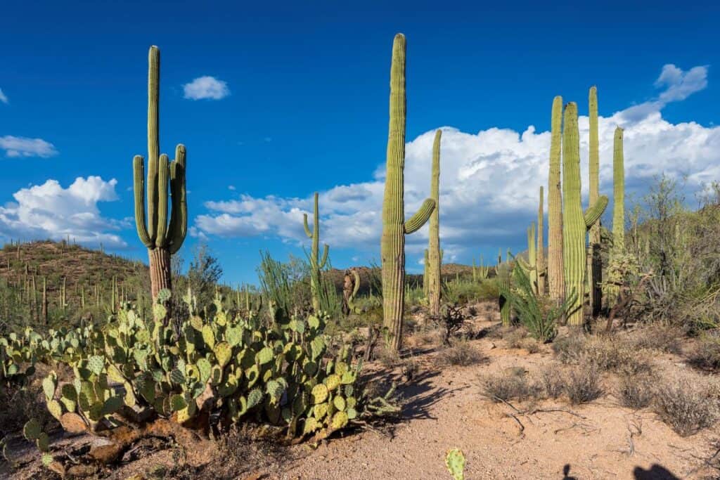 Best Cities in Arizona for Succulent and Cacti Lovers - Sublime Succulents